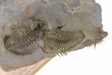 Triple Erbenochile Trilobite Association - Foum Zguid, Morocco #381177-20